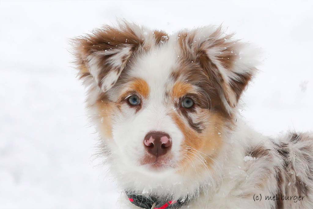 my perfect aussie - Australian Shepherd Zucht Österreich / Ebbs in Tirol