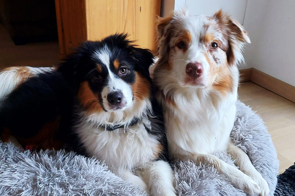 Nala und Sunny - Ein Herz und eine Seele - Australian Shepherd Zucht Österreich / Ebbs in Tirol