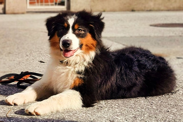Sunny in der Sonne - Australian Shepherd Züchtung Tirol