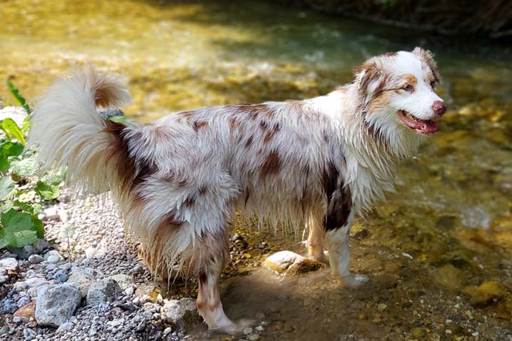 Abenteuer mit Nala - Australian Shepherd Zucht Österreich / Ebbs in Tirol