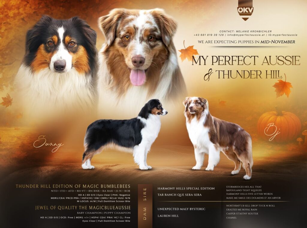 Unser geplanter A Wurf - Australian Shepherd Zucht Österreich / Ebbs in Tirol