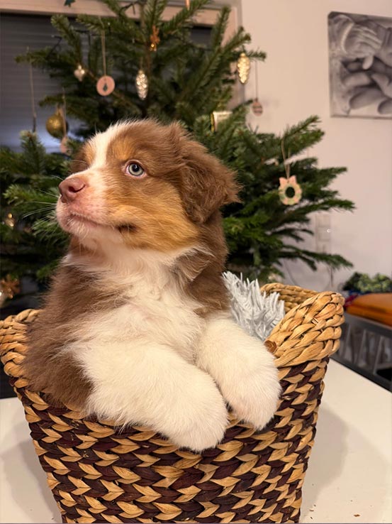 Welpe1 A Wurf - Unterm Christbaum