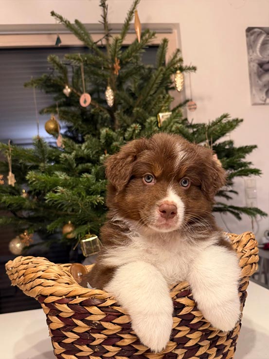 Welpe2 A Wurf - Unterm Christbaum