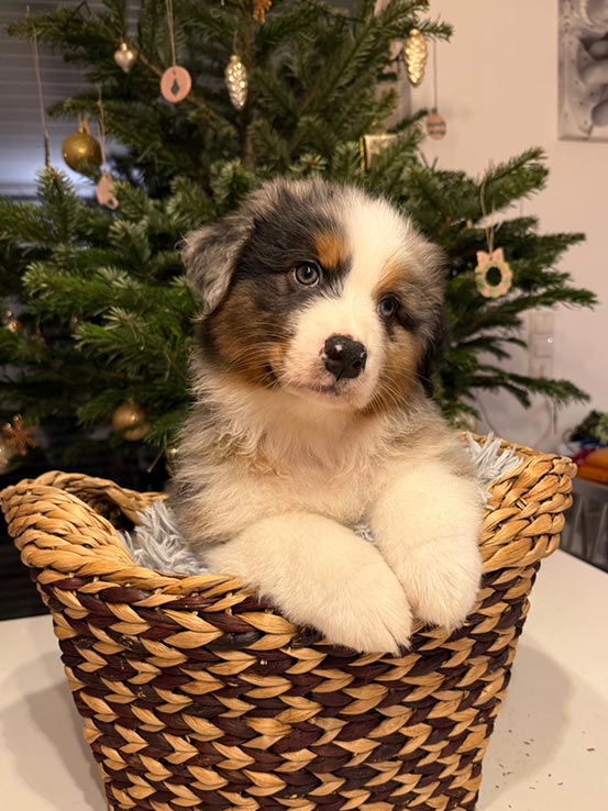 Welpe3 A Wurf - Unterm Christbaum