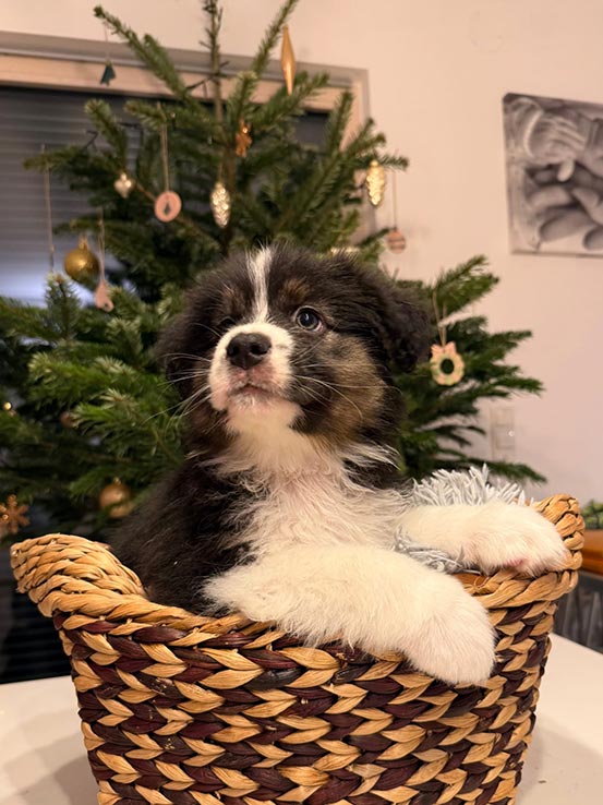 Welpe A Wurf - Unterm Christbaum