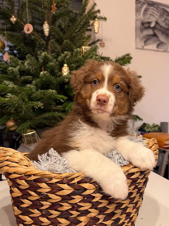 Welpe5 A Wurf - Unterm Christbaum