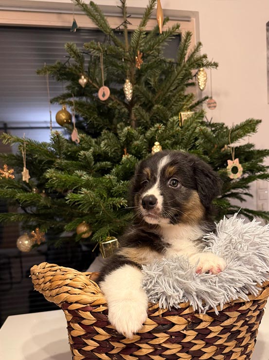 Welpe6 A Wurf - Unterm Christbaum