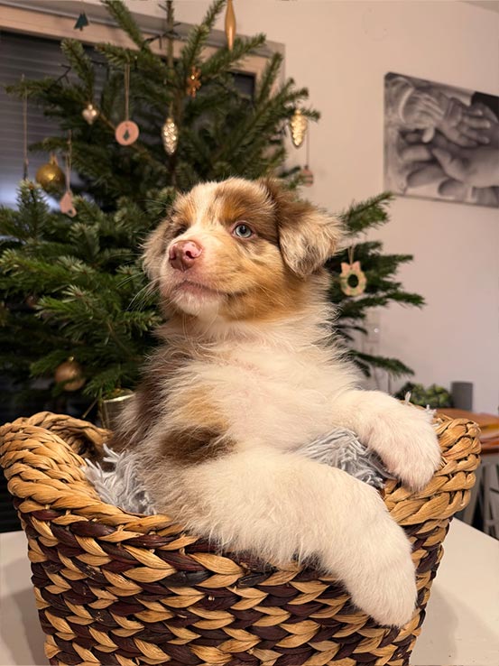 Welpe7 A Wurf - Unterm Christbaum